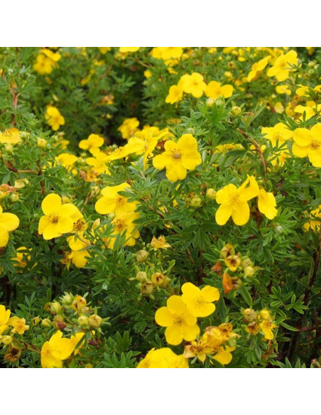 Potentille arbustive Kobold