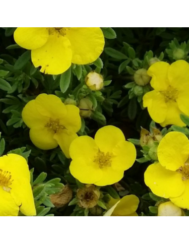 Potentille arbustive Goldfinger