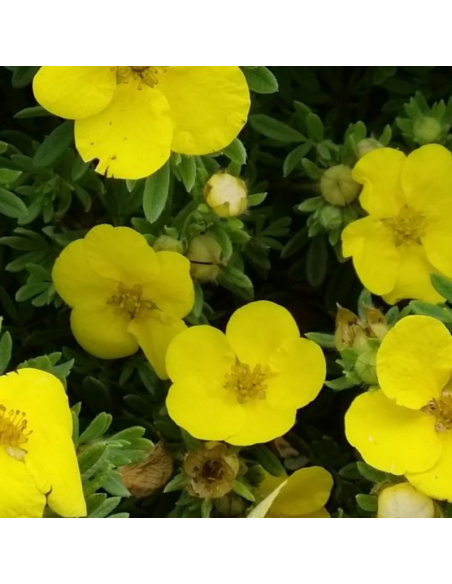 Potentille arbustive Goldfinger