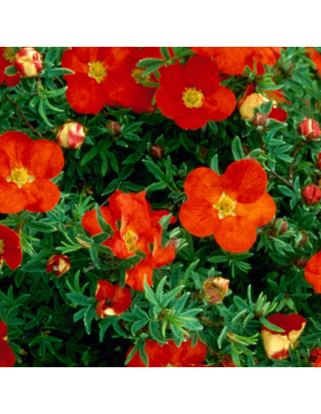 Potentille arbustive Red ace