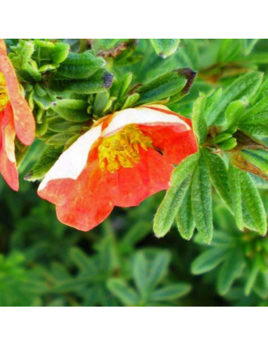 Potentille arbustive Red ace