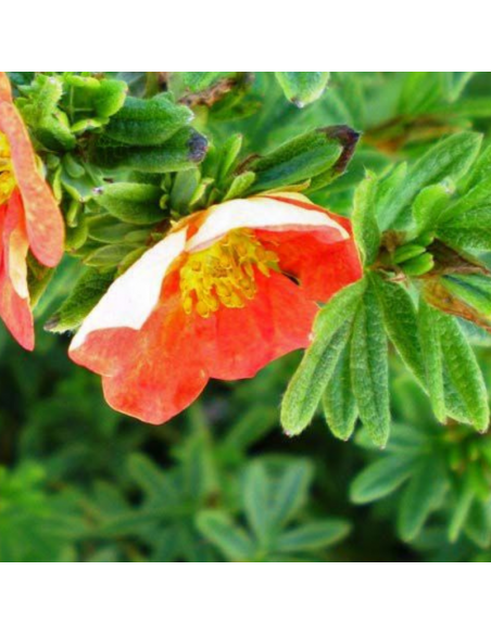 Potentille arbustive Red ace