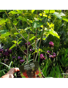 Murier de Corée Mulle - Bio 2