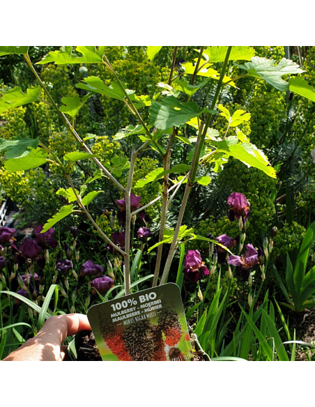 Murier de Corée Mulle - Bio