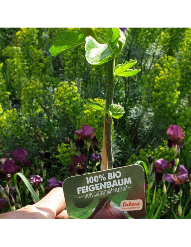 Figuier Gustissimo Perretta - bio