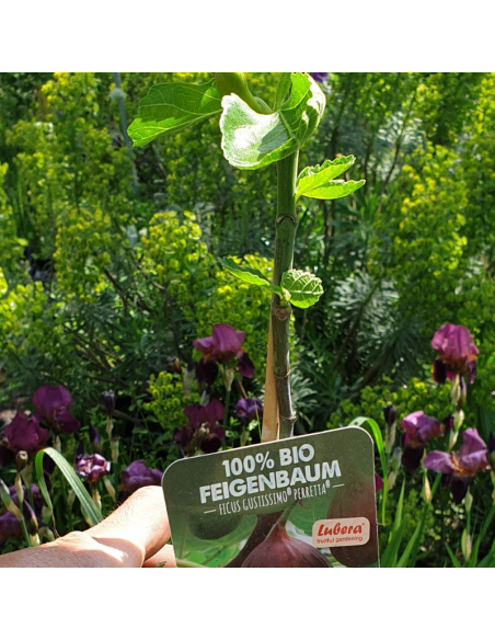 Figuier Gustissimo Perretta - bio