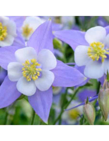 Ancolie Heavenly blue