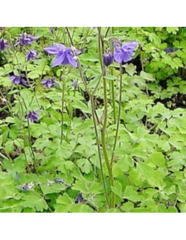 Ancolie Heavenly blue