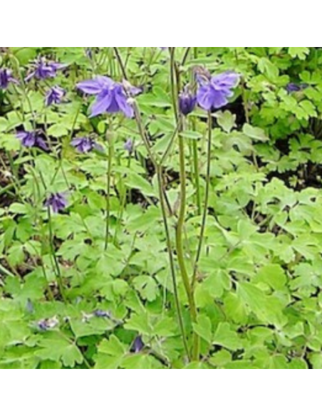 Ancolie Heavenly blue