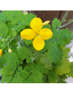 Chelidoine - Herbe aux verrues - Lot de 4