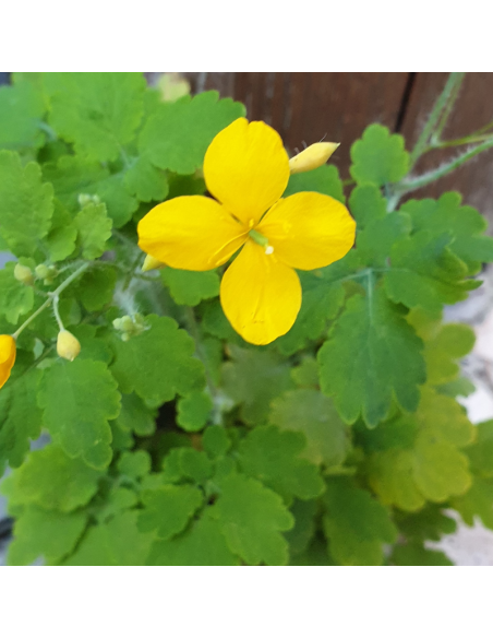 Chelidoine - Herbe aux verrues - Lot de 4