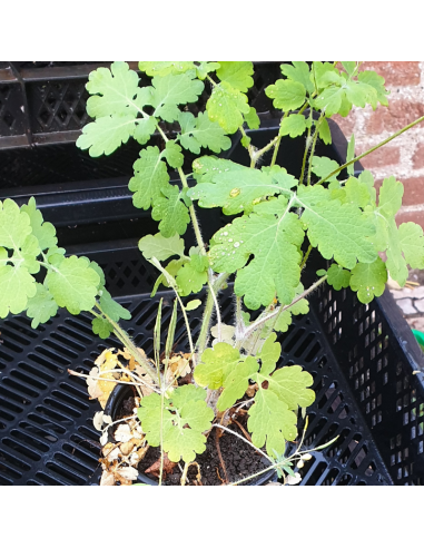 Chelidoine - Herbe aux verrues - Lot de 4