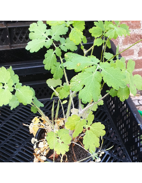 Chelidoine - Herbe aux verrues - Lot de 4