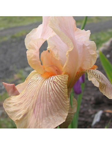 Iris des jardins Edward of Windsor