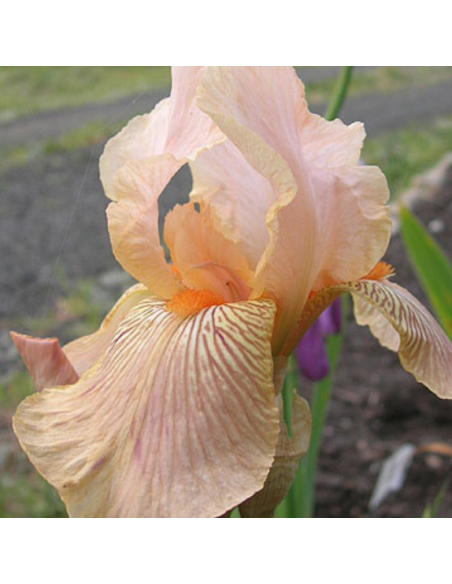 Iris des jardins Edward of Windsor - Iris Germanica
