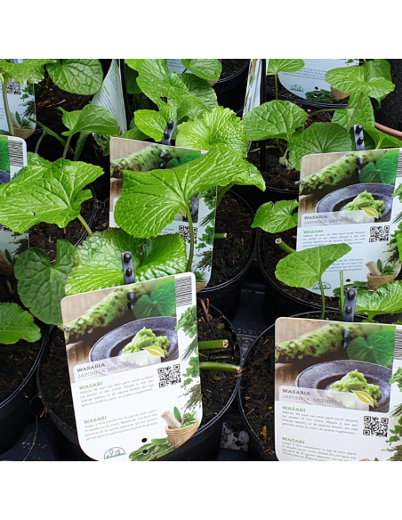 Wasabi - Wasabia Japonica Mephisto