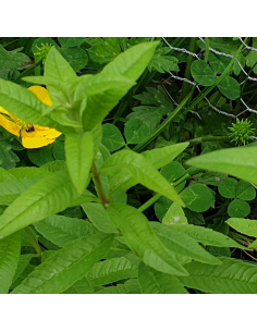 Verveine citronnelle 2