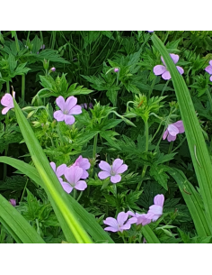 Geranium vivace d'Endress