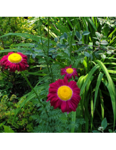 Pyrèthre "Robinson's red" 2