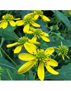 Verbesina alternifolia