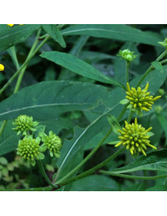 Verbesina alternifolia 2