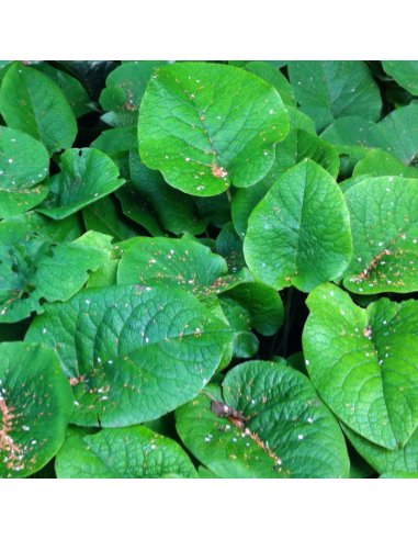 Bourrache du Caucase - Trachystemon orientalis