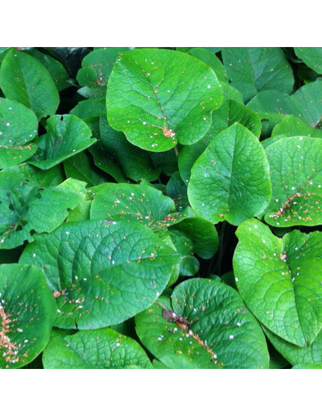Bourrache du Caucase - Trachystemon orientalis