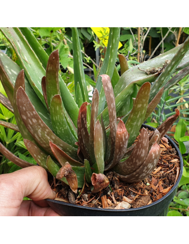 Aloe Vera