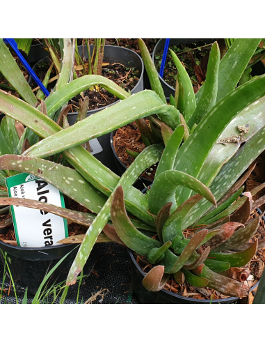 Aloe Vera