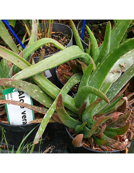 Aloe Vera