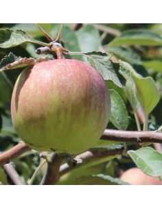 Pommier Reinette de France