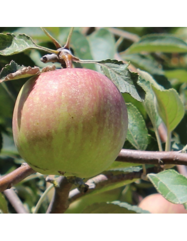 Pommier Reinette de France