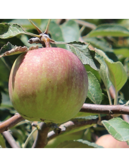 Pommier Reinette de France