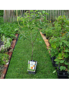 Pommier Reinette de France 2