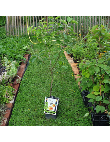 Pommier Reinette de France