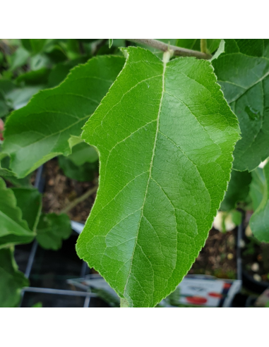 Pommier Reinette de France