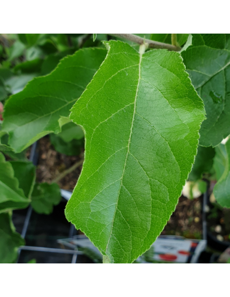 Pommier Reinette de France