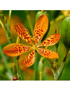 Iris tigré - Belamcanda chinensis