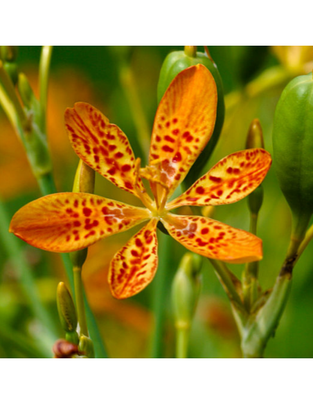 Iris tigré - Belamcanda chinensis