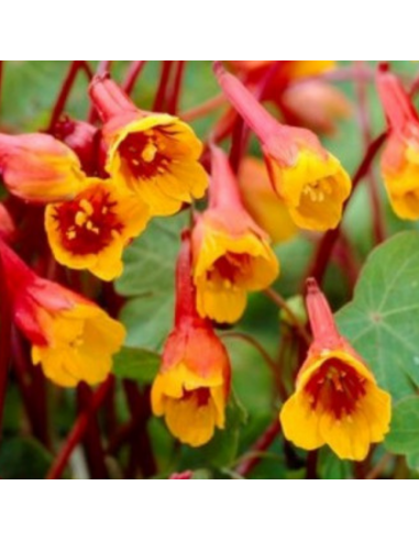 Capucine tubéreuse -  Tropaeolum tuberosum