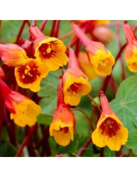 Capucine tubéreuse -  Tropaeolum tuberosum