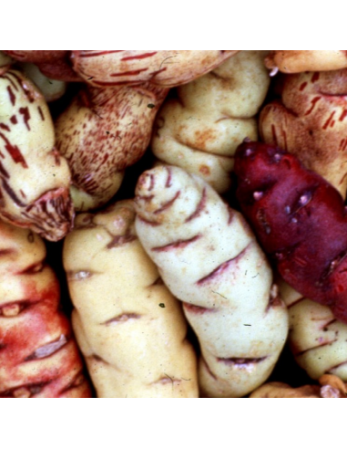 Capucine tubéreuse -  Tropaeolum tuberosum
