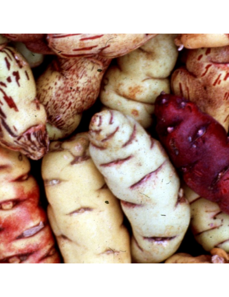 Capucine tubéreuse -  Tropaeolum tuberosum
