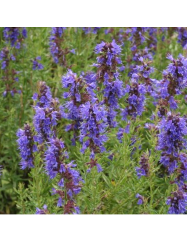 Hysope officinale