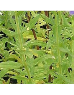 Hysope officinale 2
