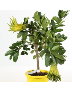 Main de Bouddha - Citrus medica var. Sarcodactylis