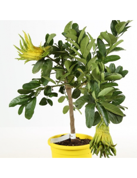 Main de Bouddha - Citrus medica var. Sarcodactylis