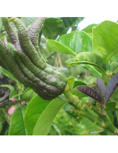 Main de Bouddha - Citrus medica var. Sarcodactylis 2