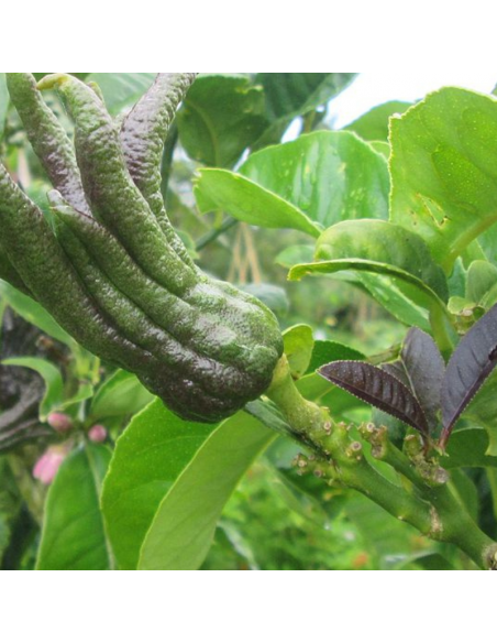 Main de Bouddha - Citrus medica var. Sarcodactylis