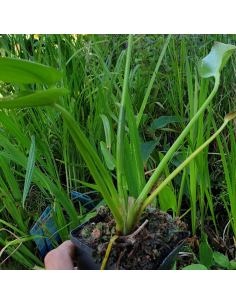 Pontédérie à feuilles de coeur - Pontederia cordata 2